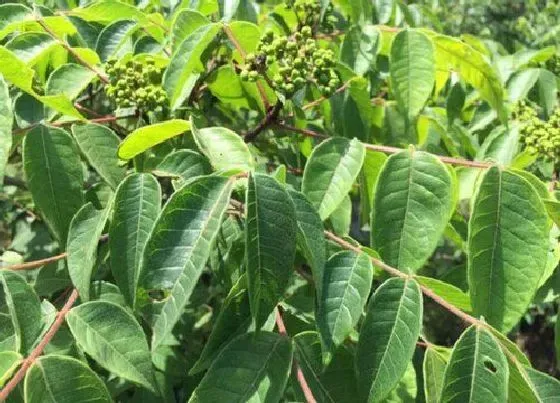 果实成熟|吴茱萸什么时候采摘最合适
