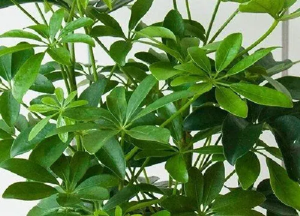 养殖方法|摇钱树怎么养护比较好