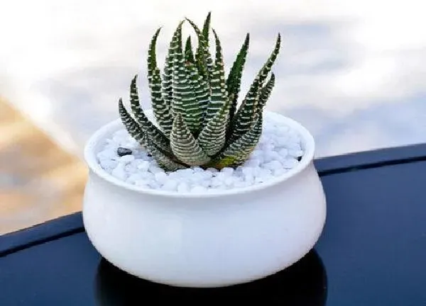 植物浇水|条纹十二卷多久浇一次水