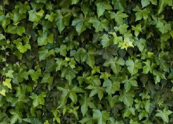 植物浇水|常春藤浇水的正确方法