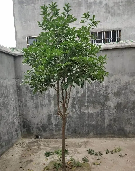 植物修剪|桂花树怎样修剪