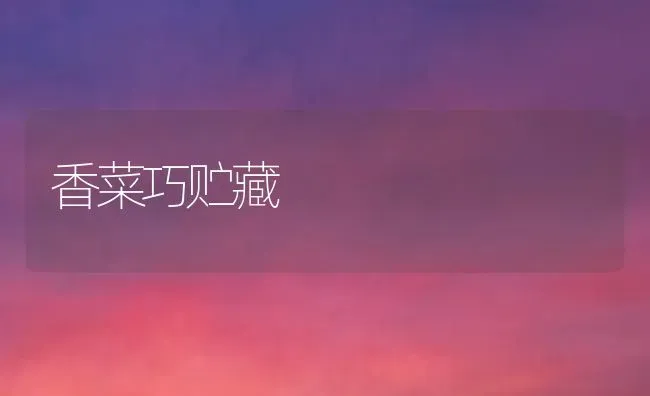 蔬菜分苗注意几点 | 蔬菜种植