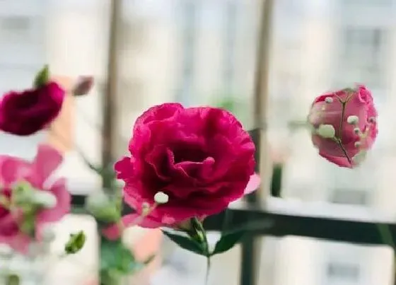 花期|桔梗花花期是什么时候