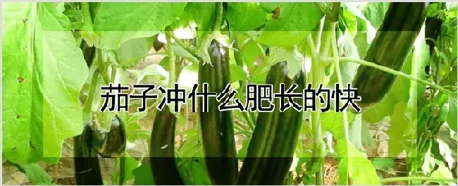 茄子冲什么肥长的快 | 耕种资料