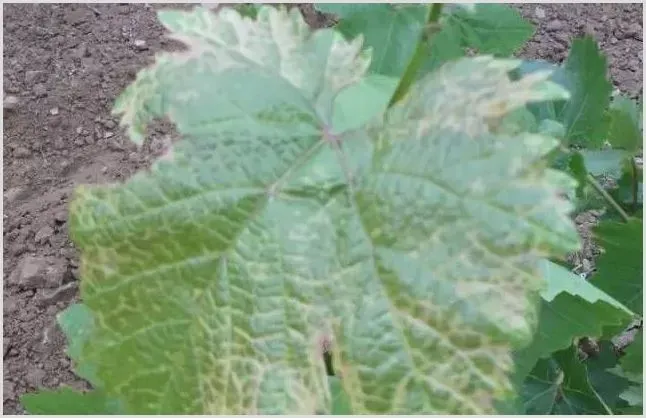 葡萄白粉病高发季节及防治指南 | 种植施肥