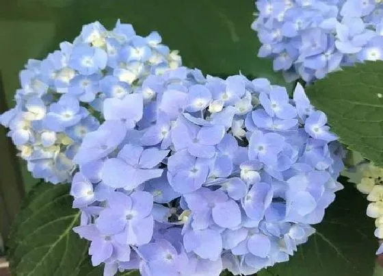 花语|无尽夏的花语和寓意 花语是什么意思