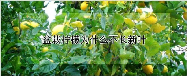 盆栽柠檬为什么不长新叶 | 农业科普