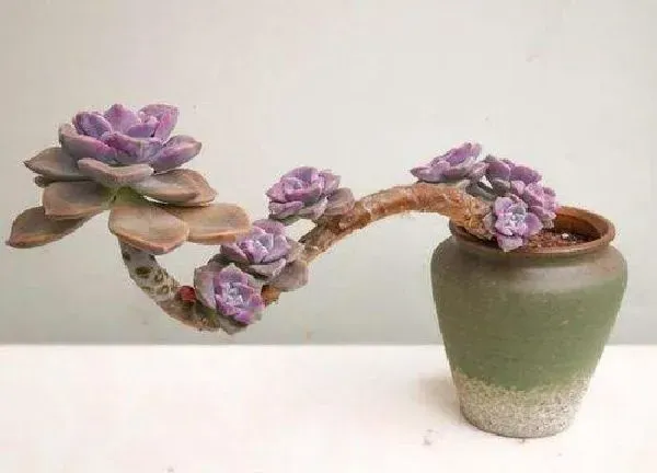 植物移栽|紫乐上盆时间与养护方法