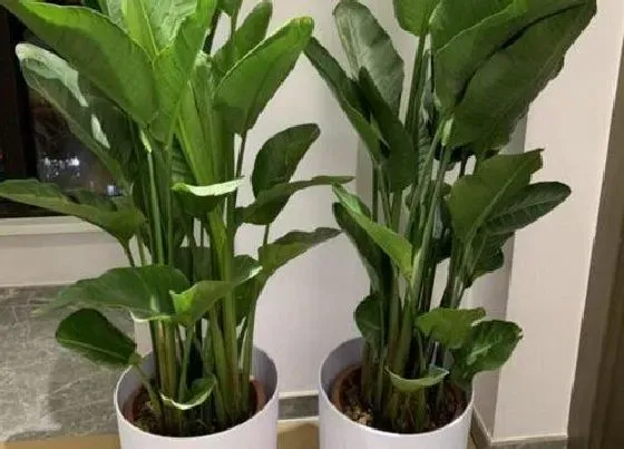 植物种类|大型阔叶盆栽有哪些 阔叶盆景植物品种