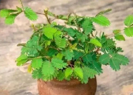 植物种类|桫椤和含羞草是一种植物吗