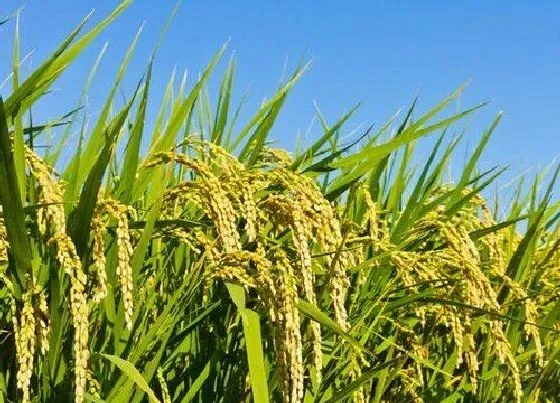 植物种类|水稻是单子叶植物吗