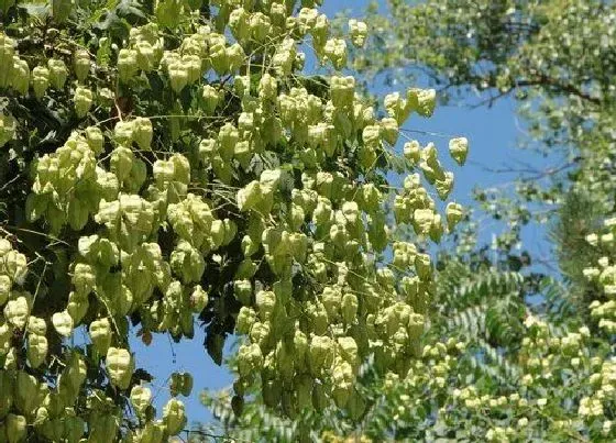 掉叶子|栾树冬天落叶吗