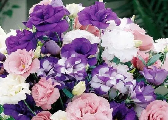 花期|桔梗花花期是什么时候