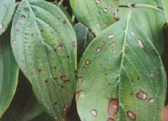 植物病害|榆树炭疽病发病原因及用药治疗