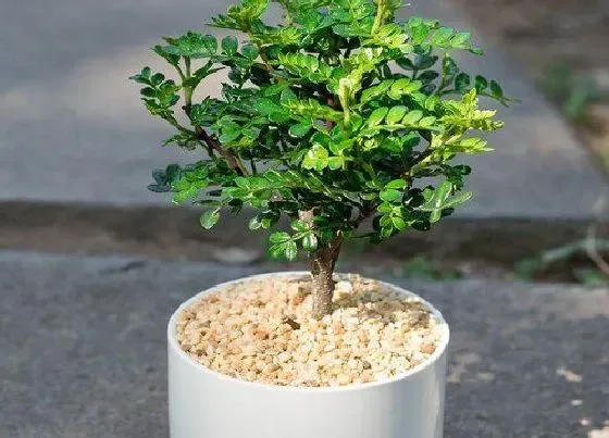 开花时间|胡椒木什么时候开花 几月份开花