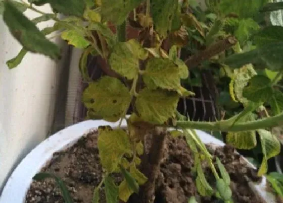植物病害|玫瑰花黄叶病的原因及治疗处理方法