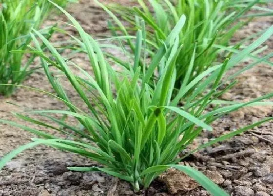 植物繁殖|韭菜怎么繁殖方法和注意事项