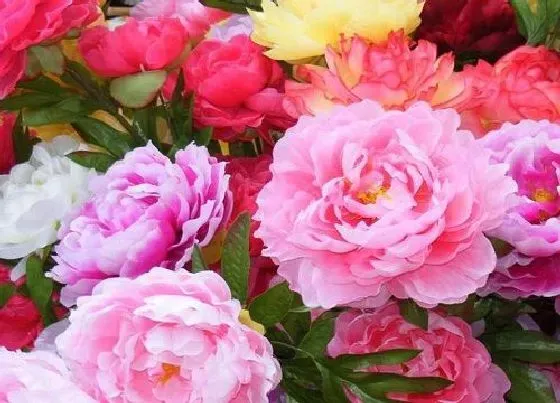 花语|我国国花是什么花（中国的国花有哪些花，象征着什么）
