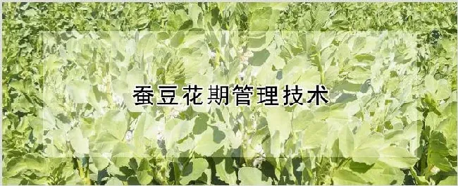 蚕豆花期管理技术 | 农业技术