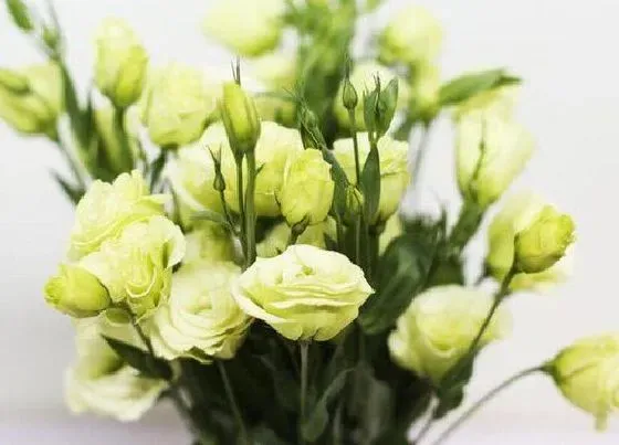 颜色花|桔梗花是什么颜色的