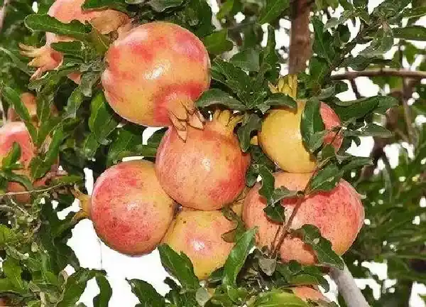 养殖方法|石榴怎么养才长得好