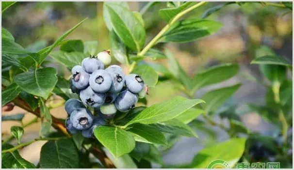 北方的蓝莓怎样种植？这五大要点很重要！ | 农业技术