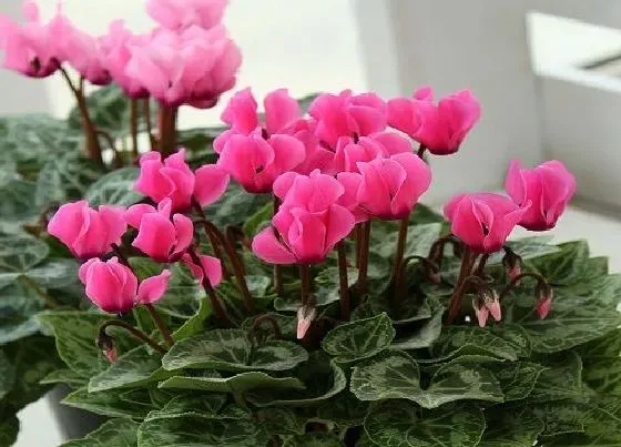 植物百科|仙客来耐阴吗 是耐阴植物吗