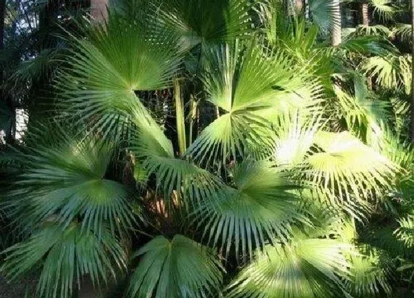 植物浇水|蒲葵浇水时间 浇水的正确方法和注意事项
