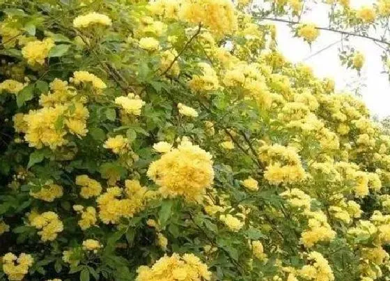 花期|木香花一年开几次花