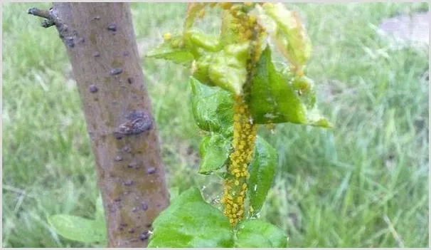 苹果黄蚜发生时间及防治药剂介绍 | 自然知识