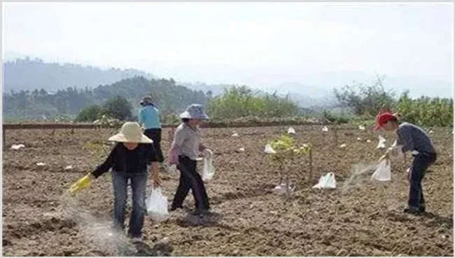 微生物菌剂使用注意事项 | 种植技术