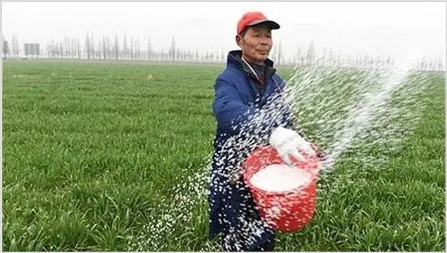 微生物菌剂使用注意事项 | 种植技术