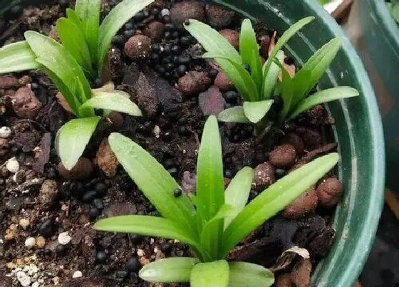 开花时间|盆栽百合一年开几次花 多长时间开一次花