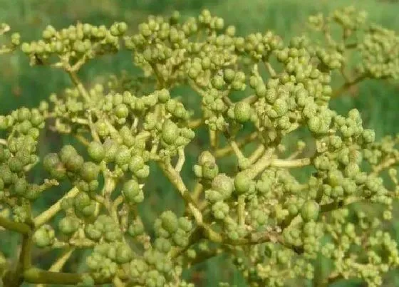 果实成熟|吴茱萸什么时候采摘最合适
