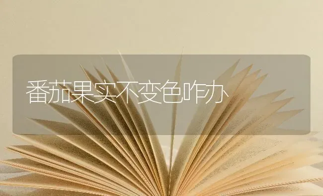 番茄果实不变色咋办 | 瓜果种植