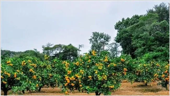 高温季节果园抗旱技术 | 自然知识