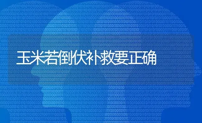 玉米若倒伏补救要正确 | 粮油作物种植
