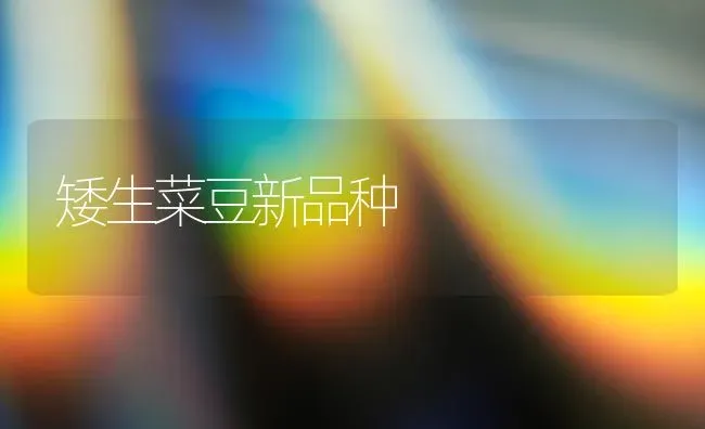 矮生菜豆新品种 | 蔬菜种植