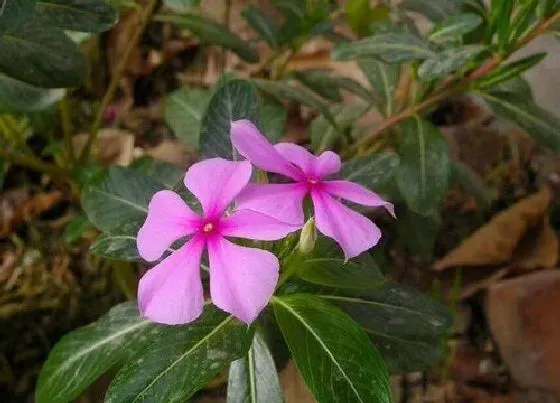 不开花|五瓣莲不开花怎么回事  不开花的原因及处理方法