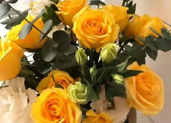 花期|桔梗花花期是什么时候