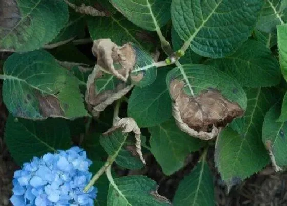 植物虫害|绣球花病虫害防治技术与方法措施
