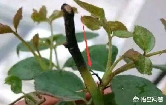 植物病害|月季修剪后黑杆要怎么拯救 （教你一招解决月季黑杆）