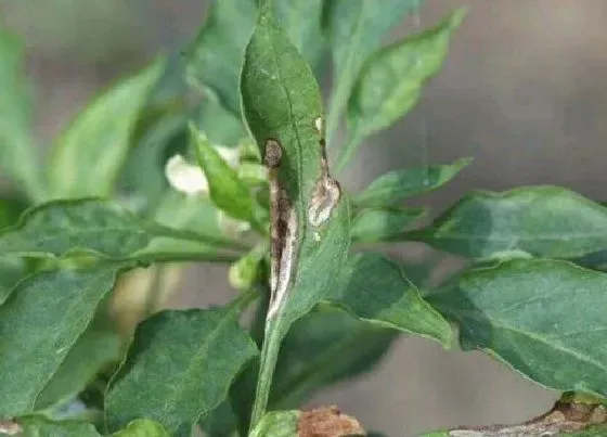 植物病害|冬青炭疽病发病原因及治疗方法