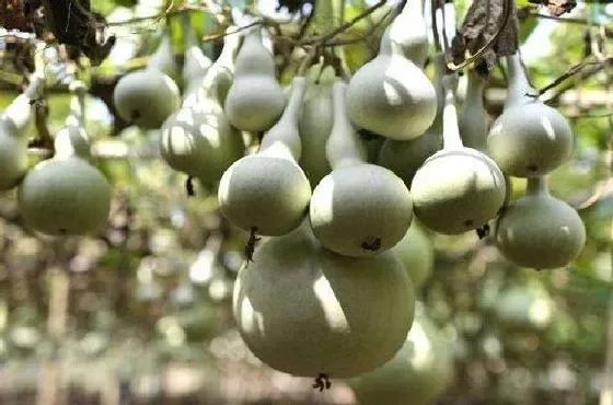 果实科普|葫芦几月开花结果 什么时候开花结果