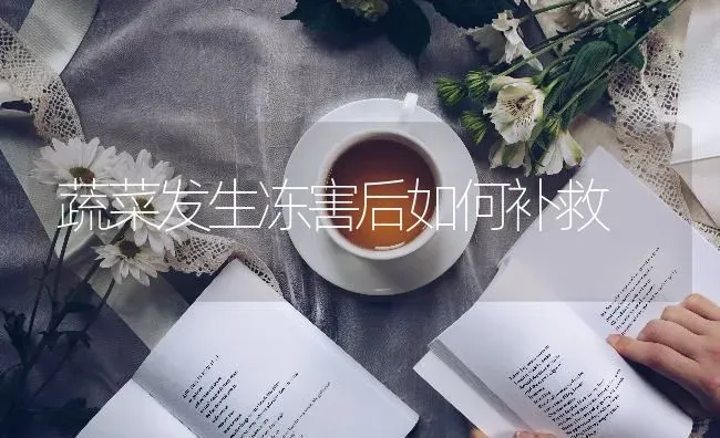 蔬菜发生冻害后如何补救 | 蔬菜种植