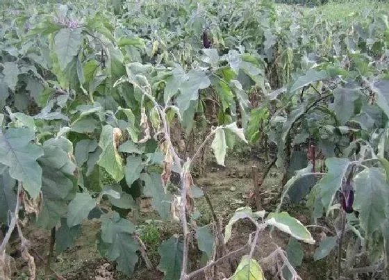 植物病害|青枯病和根腐病的区别（预防根腐病和青枯病用什么药）