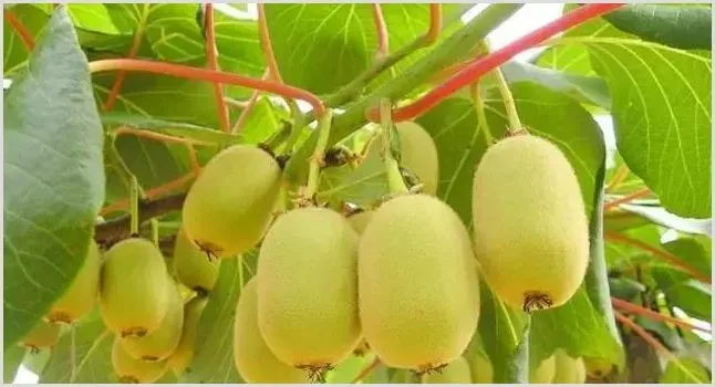 种植猕猴桃需要什么微量元素 哪些营养要补充 | 耕种资料