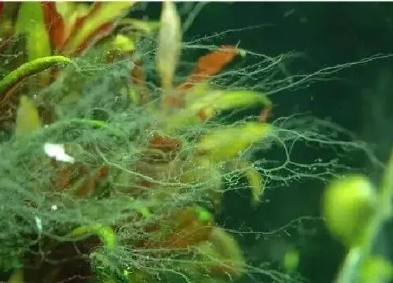 植物百科|藻类属于什么植物类型
