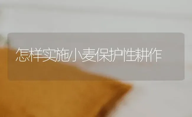 怎样实施小麦保护性耕作 | 粮油作物种植