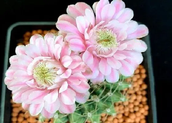 花语|仙人球开花有什么寓意 开花是什么兆头